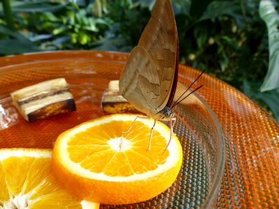 Orange slices oranges insect photo