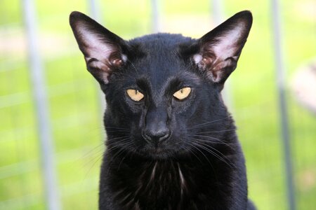 Fur charming animals