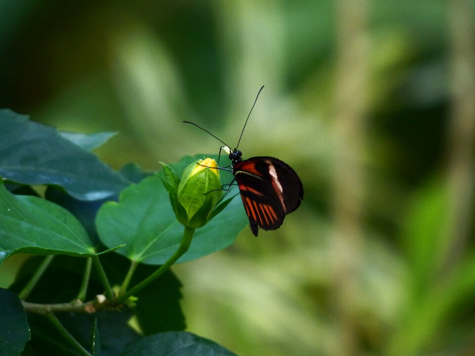 Exotic tropical animal