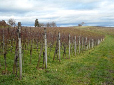 Wine region vineyard wine