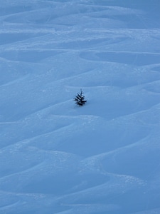 Fir tree tree wintry