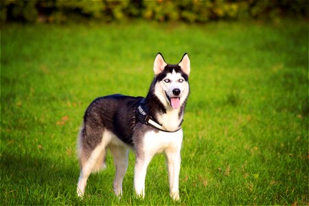 Pet animal cute