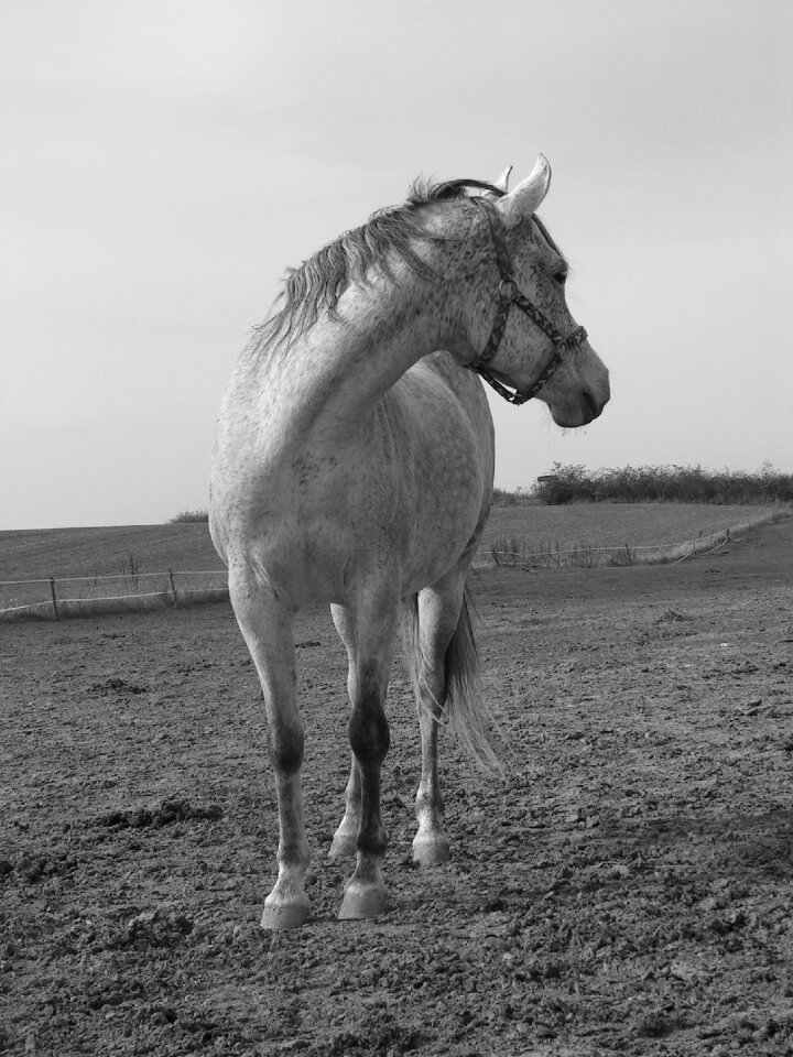 White b w photography pasture