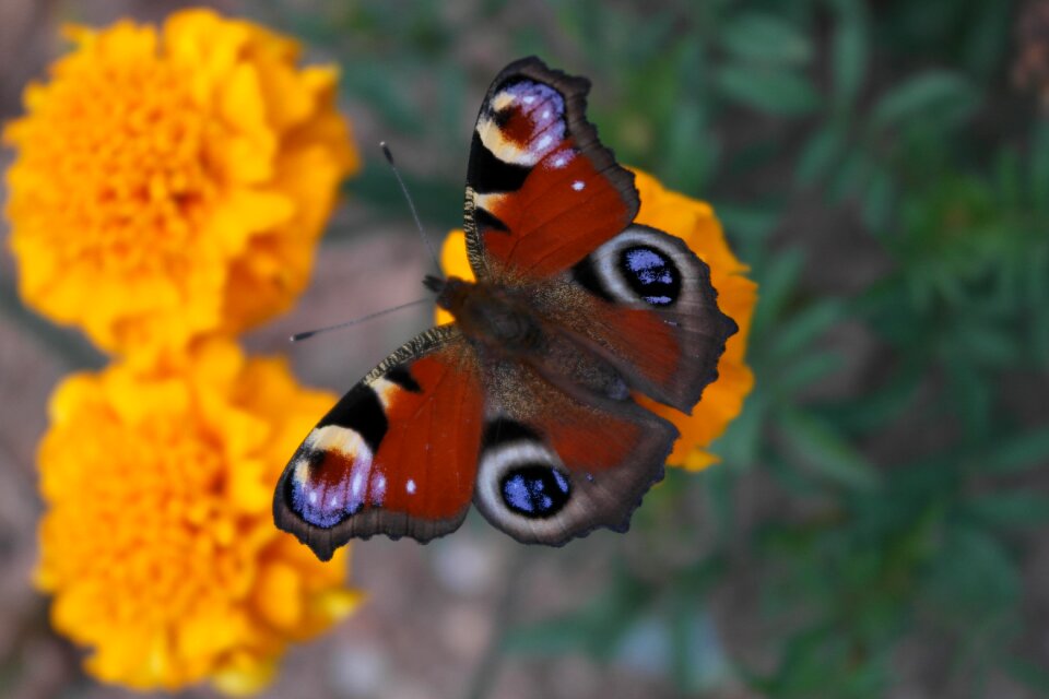 Vividness insect wings