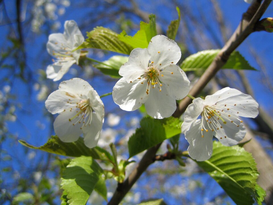 Bloom white blossom spring
