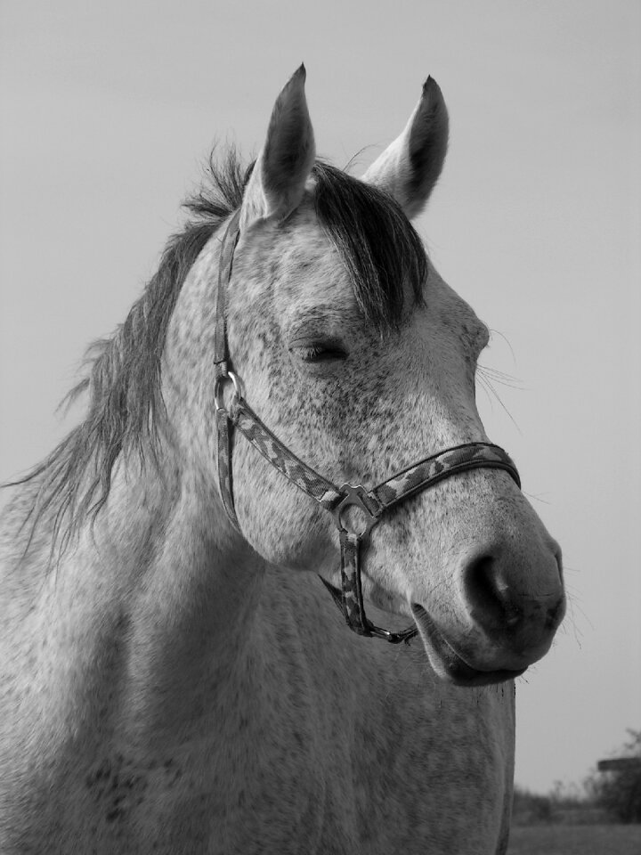 White b w photography head