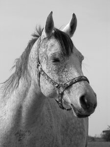 White b w photography head