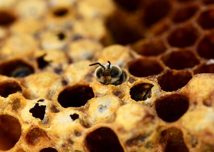 Male bee beehive honey