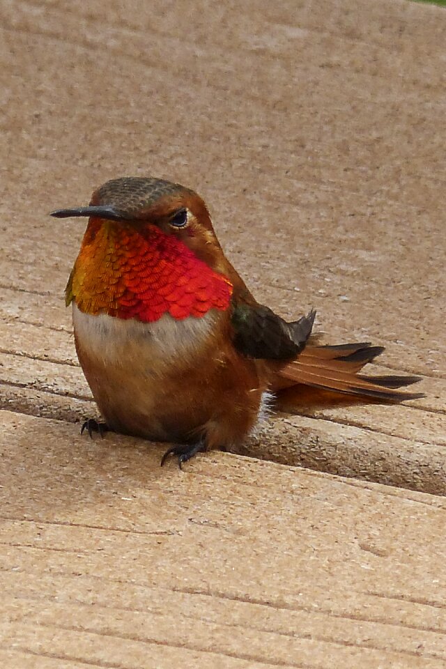 Selasphorus sasin male feathered