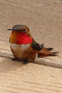 Selasphorus sasin male feathered