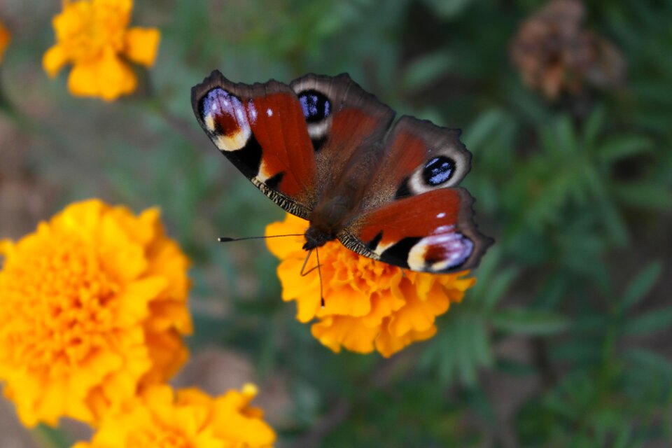 Butterfly flower butterfly peacock