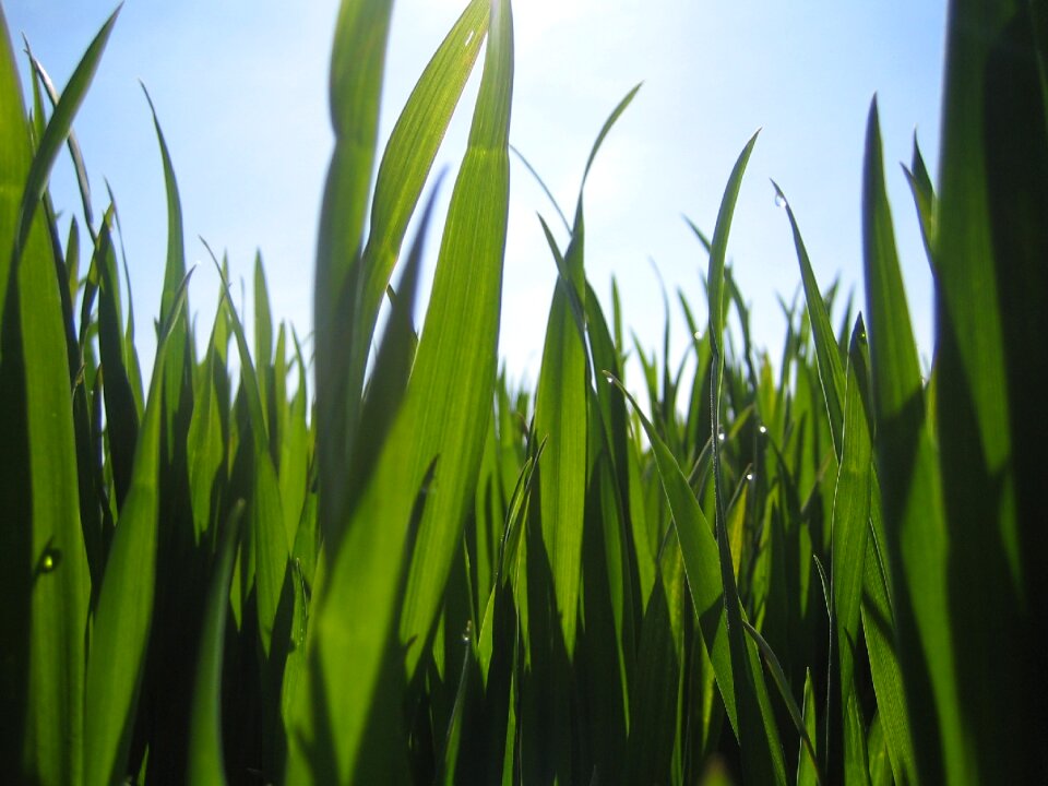 Grass backlighting flora