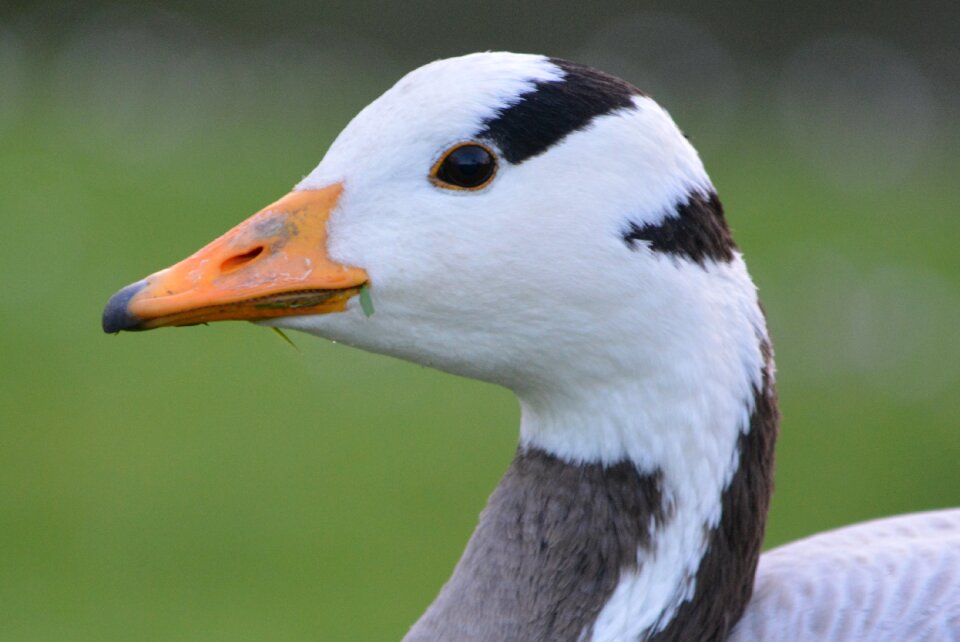 Animal nature beak
