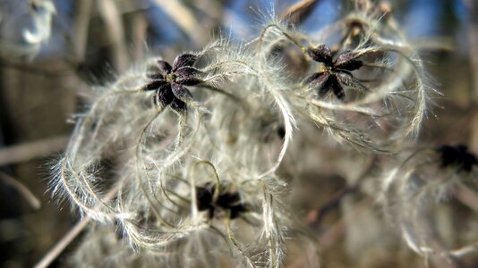 Infructescence cores fluffy