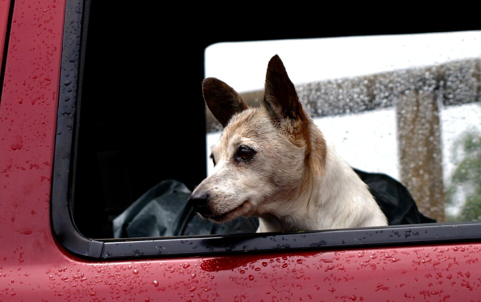 Canine car window