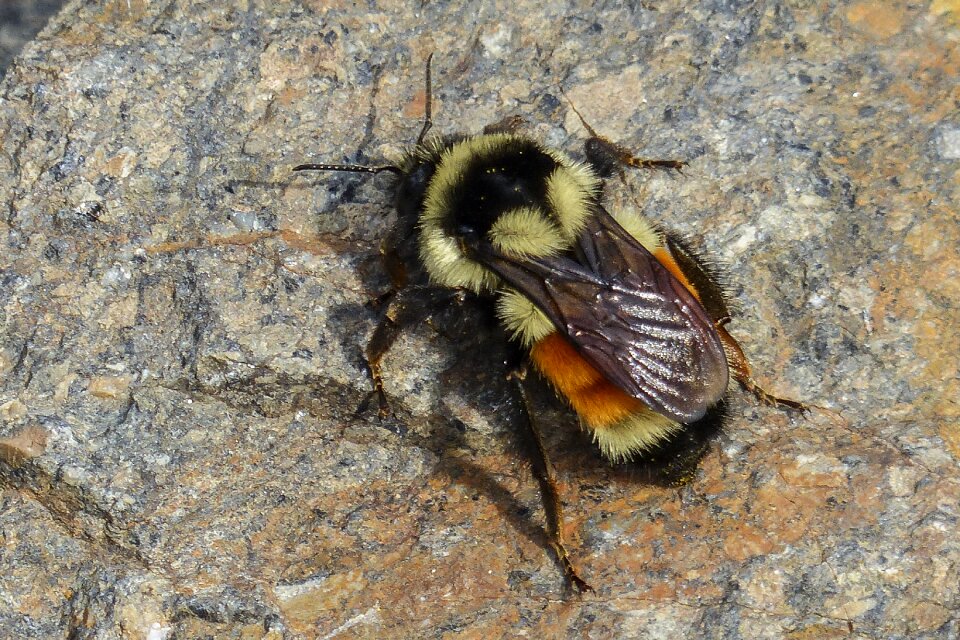 Scrambling insect nectar collector