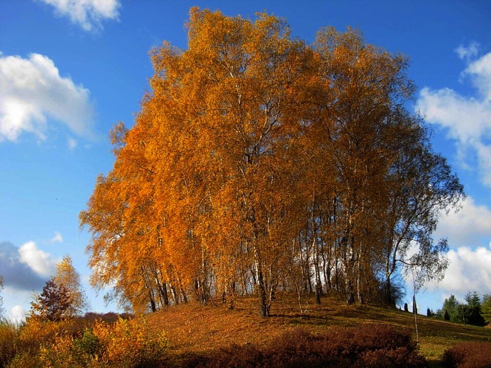 Fall foliage leaves