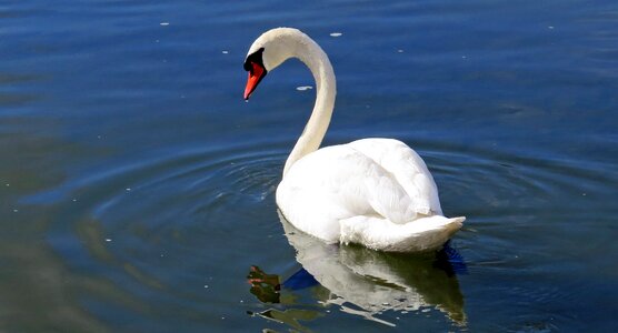 River switzerland white