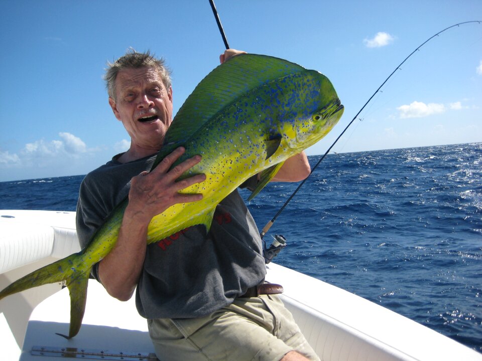 Common dolphinfish coryphaena hippurus surface-dwelling fish