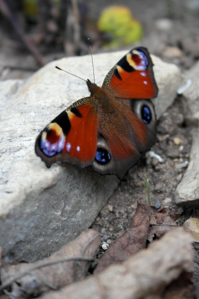 Butterfly insect butterfly peacock