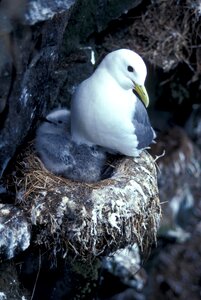 Outside snow nest