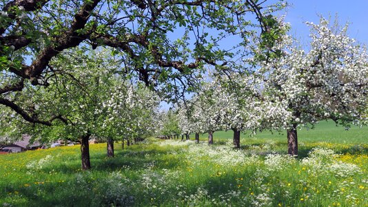 Flowers cherry blossoms meadow