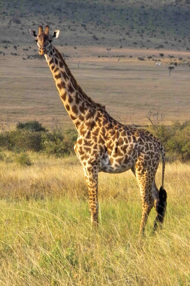 Wild animal national park animal world