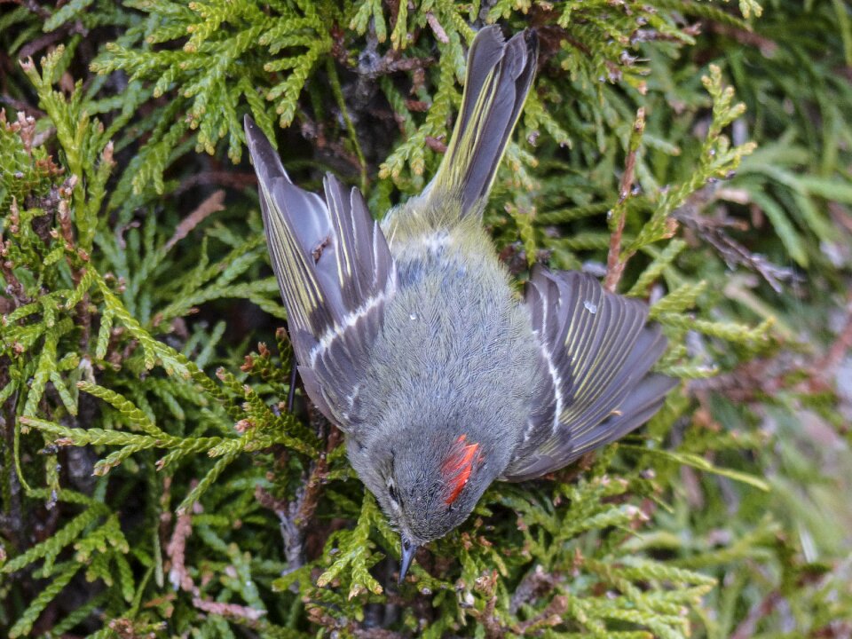 Bird feathered nature