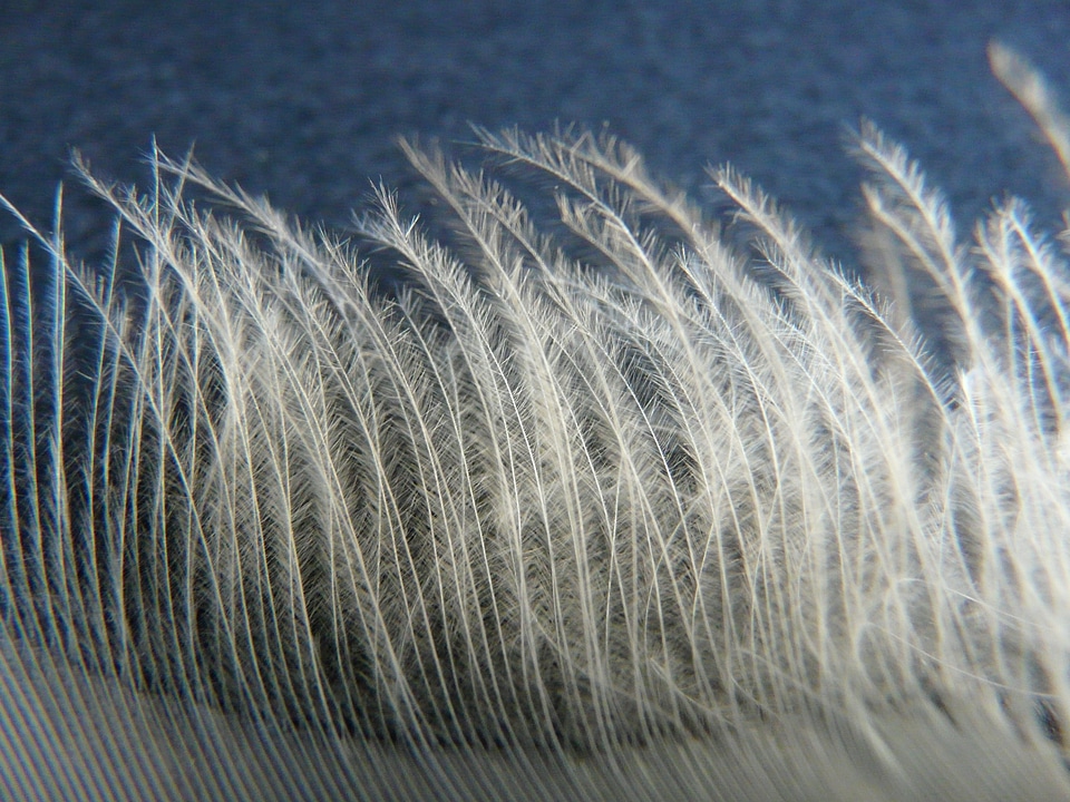 Swan feather feather swan