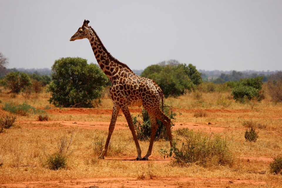 Mammal savanna safari