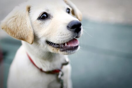 Smile cute pet dogs