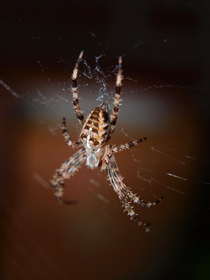 Insect nature araneus