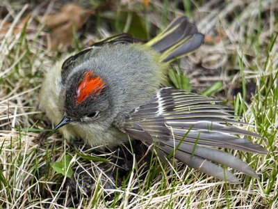 Bird feathered nature