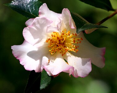 Blossom petal bloom