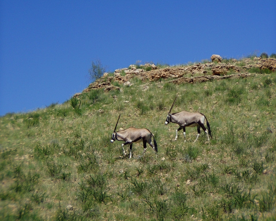 Oryx antelope africa wild