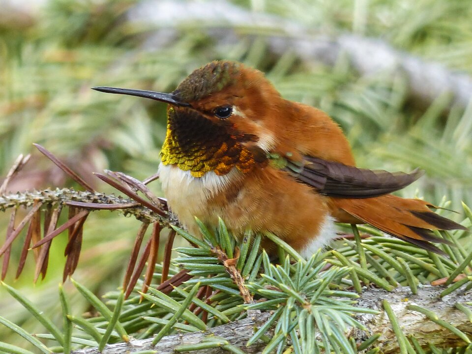 Selasphorus sasin male feathered