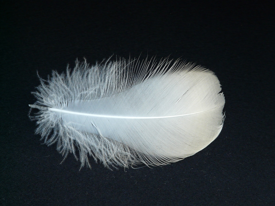 Swan feather feather swan