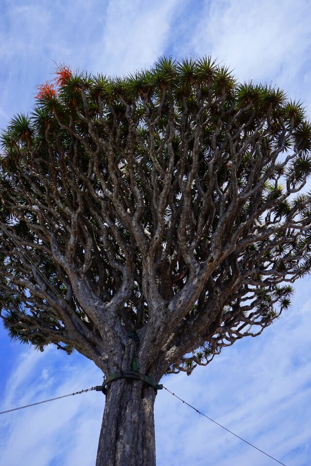 Crown tree dracaena