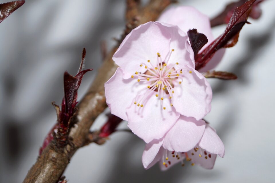 Pink tender flower