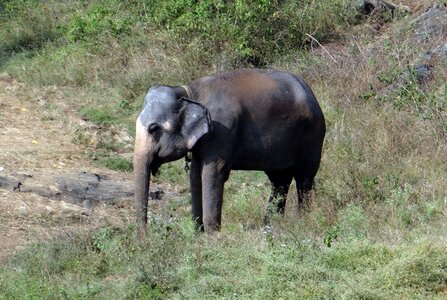 Animal pachyderm jumbo