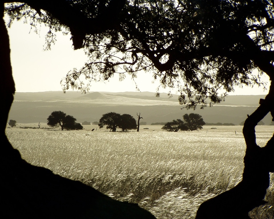 Backlighting landscape nature