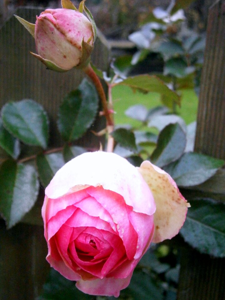 Light pink white tender