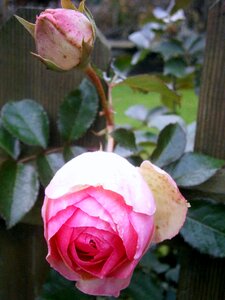 Light pink white tender