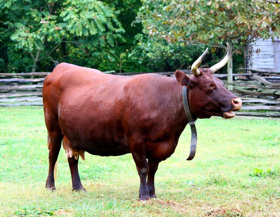 Bovine cattle livestock photo