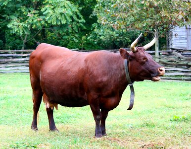 Bovine cattle livestock photo