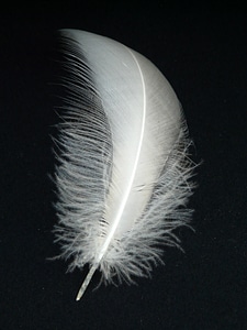 Swan feather feather swan photo
