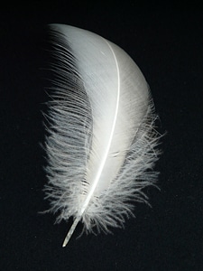 Swan feather feather swan
