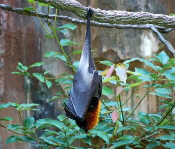 Malayan flying fox mammal chiroptera photo