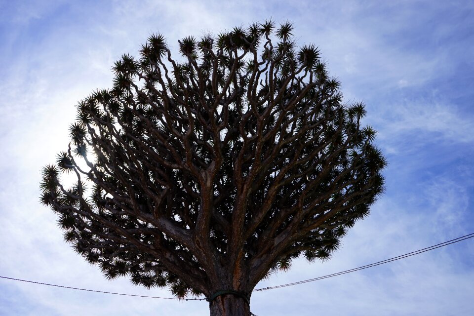 Aesthetic branches crown