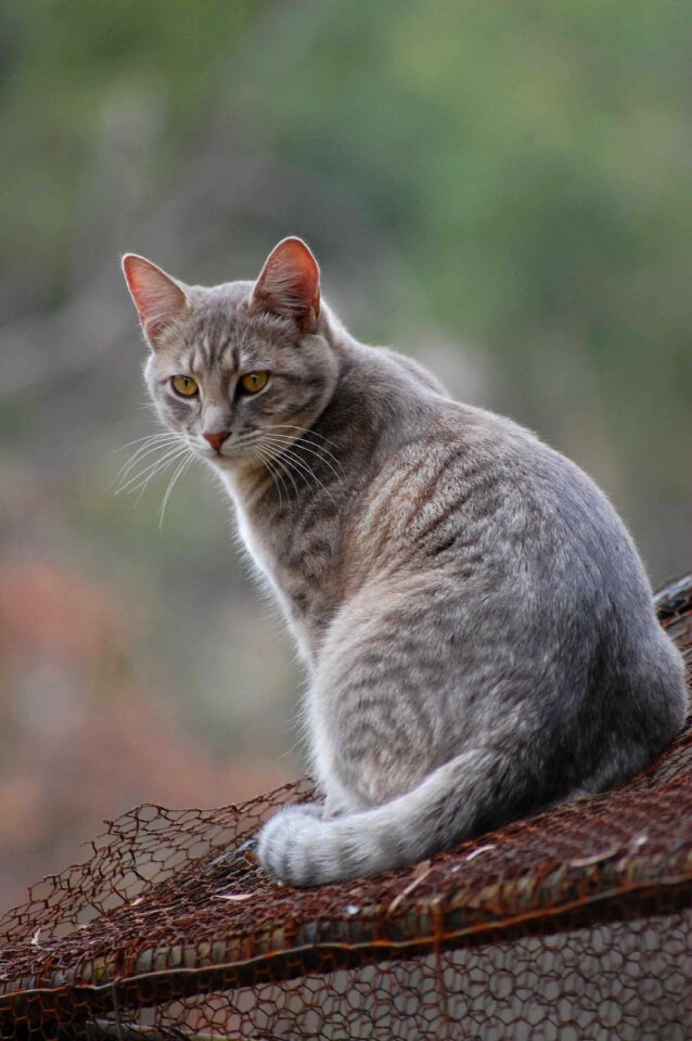 Kitty pet animal